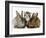 Tabby Kitten with Two Rabbits-Jane Burton-Framed Photographic Print