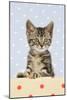 Tabby Kitten-null-Mounted Photographic Print