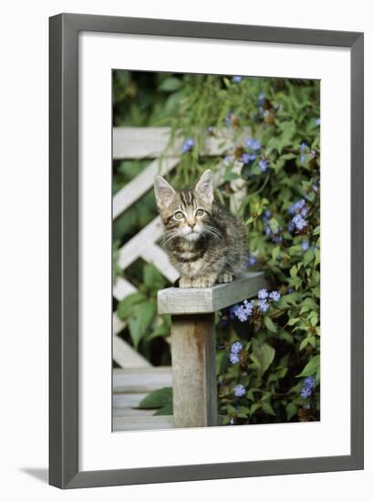 Tabby Kitten-null-Framed Photographic Print