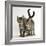 Tabby Kittens, Stanley and Fosset, 12 Weeks Old, Walking Together-Mark Taylor-Framed Photographic Print