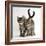 Tabby Kittens, Stanley and Fosset, 12 Weeks Old, Walking Together-Mark Taylor-Framed Photographic Print