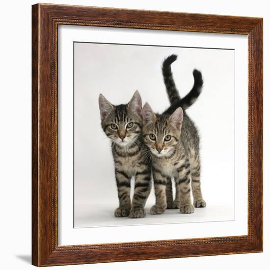 Tabby Kittens, Stanley and Fosset, 12 Weeks Old, Walking Together-Mark Taylor-Framed Photographic Print