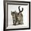 Tabby Kittens, Stanley and Fosset, 12 Weeks Old, Walking Together-Mark Taylor-Framed Photographic Print