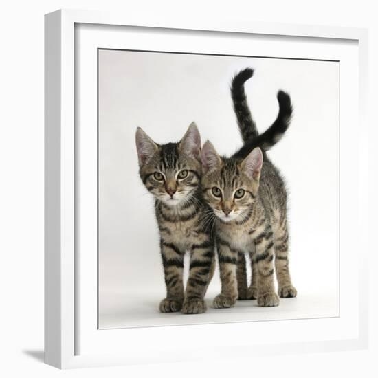 Tabby Kittens, Stanley and Fosset, 12 Weeks Old, Walking Together-Mark Taylor-Framed Photographic Print