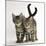 Tabby Kittens, Stanley and Fosset, 12 Weeks Old, Walking Together-Mark Taylor-Mounted Photographic Print