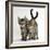 Tabby Kittens, Stanley and Fosset, 12 Weeks Old, Walking Together-Mark Taylor-Framed Photographic Print