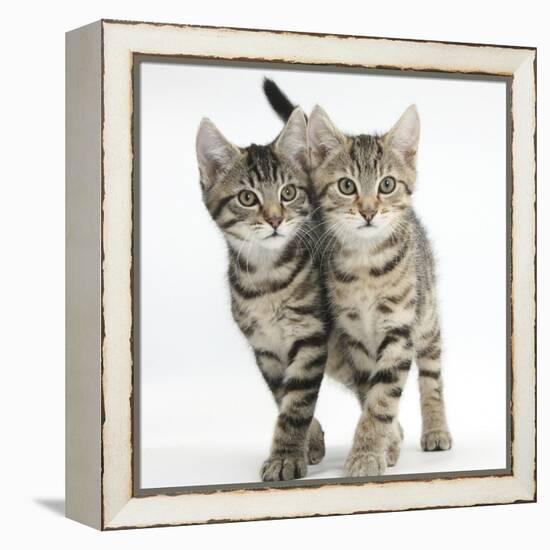 Tabby Kittens, Stanley and Fosset, 12 Weeks, Walking Together in Unison-Mark Taylor-Framed Premier Image Canvas