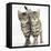 Tabby Kittens, Stanley and Fosset, 12 Weeks, Walking Together in Unison-Mark Taylor-Framed Premier Image Canvas