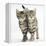 Tabby Kittens, Stanley and Fosset, 12 Weeks, Walking Together in Unison-Mark Taylor-Framed Premier Image Canvas