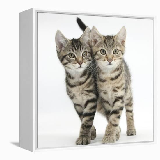 Tabby Kittens, Stanley and Fosset, 12 Weeks, Walking Together in Unison-Mark Taylor-Framed Premier Image Canvas