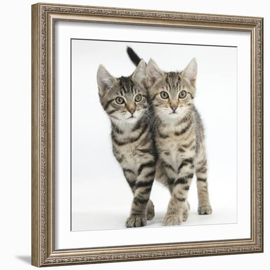 Tabby Kittens, Stanley and Fosset, 12 Weeks, Walking Together in Unison-Mark Taylor-Framed Photographic Print