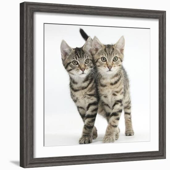 Tabby Kittens, Stanley and Fosset, 12 Weeks, Walking Together in Unison-Mark Taylor-Framed Photographic Print