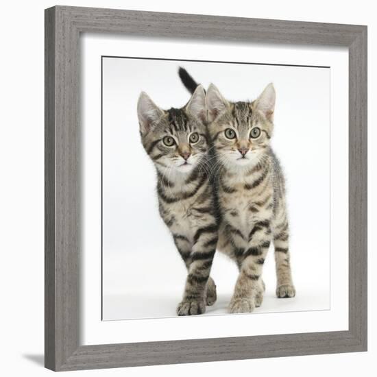 Tabby Kittens, Stanley and Fosset, 12 Weeks, Walking Together in Unison-Mark Taylor-Framed Photographic Print