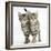 Tabby Kittens, Stanley and Fosset, 12 Weeks, Walking Together in Unison-Mark Taylor-Framed Photographic Print