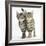 Tabby Kittens, Stanley and Fosset, 12 Weeks, Walking Together in Unison-Mark Taylor-Framed Photographic Print