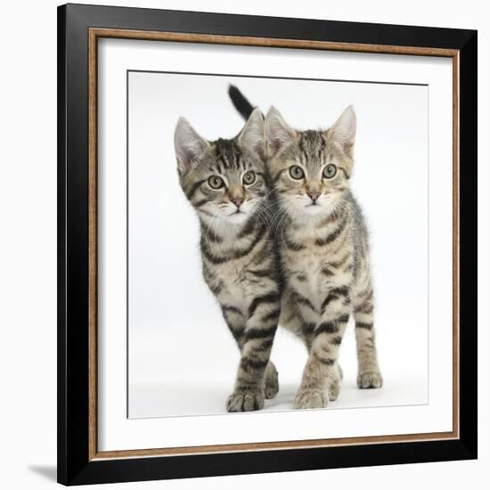 Tabby Kittens, Stanley and Fosset, 12 Weeks, Walking Together in Unison-Mark Taylor-Framed Photographic Print