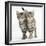 Tabby Kittens, Stanley and Fosset, 12 Weeks, Walking Together in Unison-Mark Taylor-Framed Photographic Print