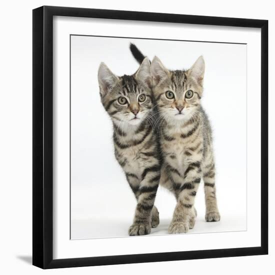 Tabby Kittens, Stanley and Fosset, 12 Weeks, Walking Together in Unison-Mark Taylor-Framed Photographic Print