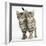 Tabby Kittens, Stanley and Fosset, 12 Weeks, Walking Together in Unison-Mark Taylor-Framed Photographic Print