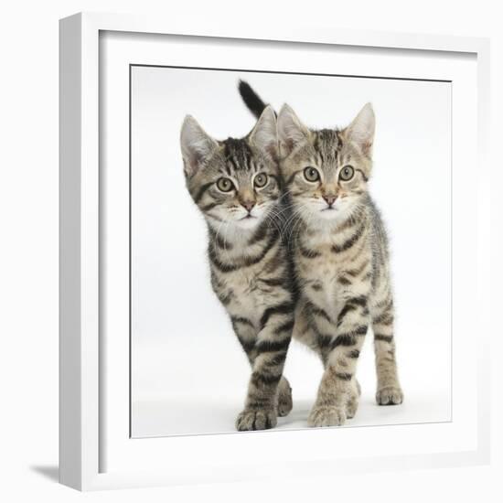 Tabby Kittens, Stanley and Fosset, 12 Weeks, Walking Together in Unison-Mark Taylor-Framed Photographic Print