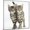 Tabby Kittens, Stanley and Fosset, 12 Weeks, Walking Together in Unison-Mark Taylor-Mounted Photographic Print