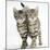 Tabby Kittens, Stanley and Fosset, 12 Weeks, Walking Together in Unison-Mark Taylor-Mounted Photographic Print