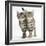 Tabby Kittens, Stanley and Fosset, 12 Weeks, Walking Together in Unison-Mark Taylor-Framed Photographic Print