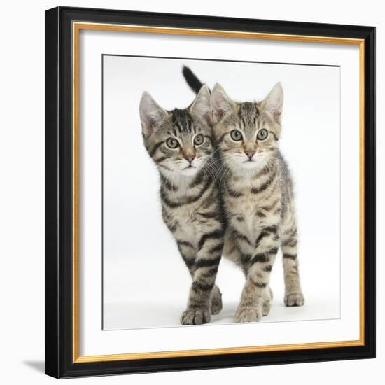 Tabby Kittens, Stanley and Fosset, 12 Weeks, Walking Together in Unison-Mark Taylor-Framed Photographic Print