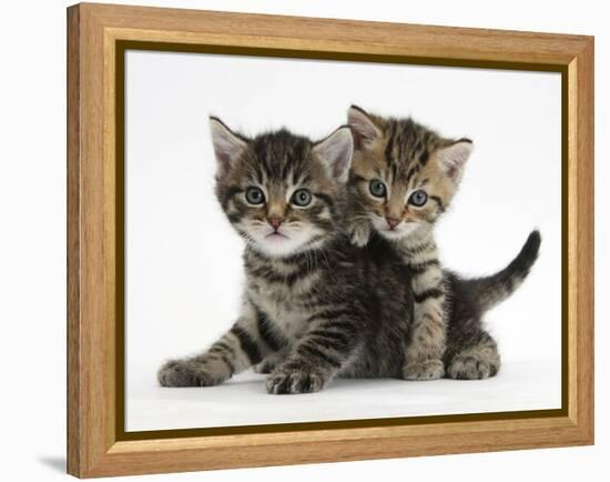 Tabby Kittens, Stanley and Fosset, 6 Weeks-Mark Taylor-Framed Premier Image Canvas