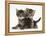 Tabby Kittens, Stanley and Fosset, 6 Weeks-Mark Taylor-Framed Premier Image Canvas