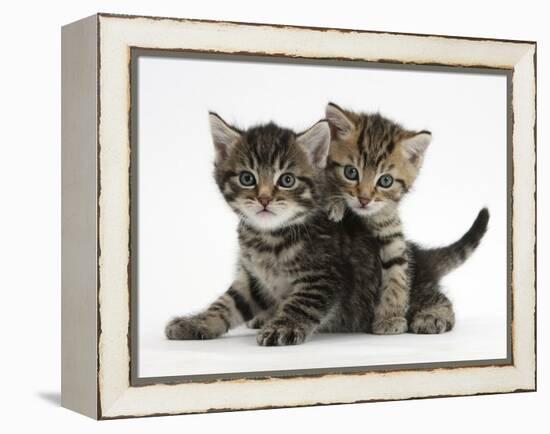 Tabby Kittens, Stanley and Fosset, 6 Weeks-Mark Taylor-Framed Premier Image Canvas