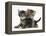 Tabby Kittens, Stanley and Fosset, 6 Weeks-Mark Taylor-Framed Premier Image Canvas