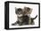 Tabby Kittens, Stanley and Fosset, 6 Weeks-Mark Taylor-Framed Premier Image Canvas