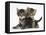 Tabby Kittens, Stanley and Fosset, 6 Weeks-Mark Taylor-Framed Premier Image Canvas