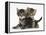 Tabby Kittens, Stanley and Fosset, 6 Weeks-Mark Taylor-Framed Premier Image Canvas