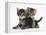 Tabby Kittens, Stanley and Fosset, 6 Weeks-Mark Taylor-Framed Premier Image Canvas