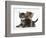 Tabby Kittens, Stanley and Fosset, 6 Weeks-Mark Taylor-Framed Photographic Print