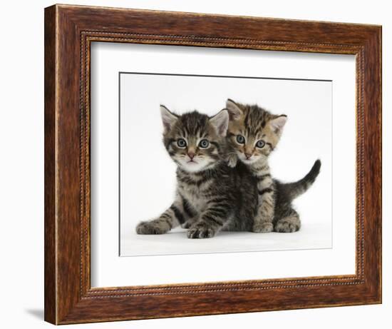 Tabby Kittens, Stanley and Fosset, 6 Weeks-Mark Taylor-Framed Photographic Print