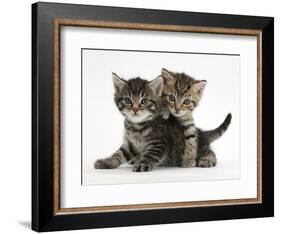 Tabby Kittens, Stanley and Fosset, 6 Weeks-Mark Taylor-Framed Photographic Print