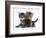 Tabby Kittens, Stanley and Fosset, 6 Weeks-Mark Taylor-Framed Photographic Print
