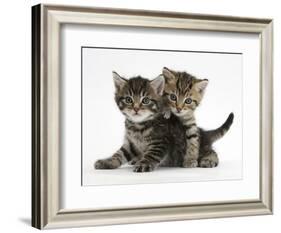 Tabby Kittens, Stanley and Fosset, 6 Weeks-Mark Taylor-Framed Photographic Print