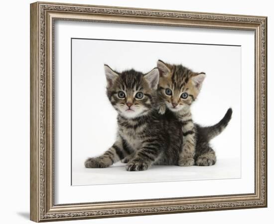 Tabby Kittens, Stanley and Fosset, 6 Weeks-Mark Taylor-Framed Photographic Print