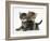 Tabby Kittens, Stanley and Fosset, 6 Weeks-Mark Taylor-Framed Photographic Print