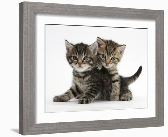 Tabby Kittens, Stanley and Fosset, 6 Weeks-Mark Taylor-Framed Photographic Print