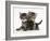 Tabby Kittens, Stanley and Fosset, 6 Weeks-Mark Taylor-Framed Photographic Print