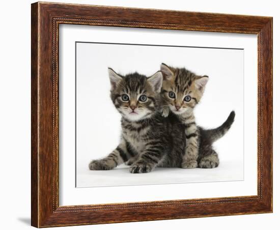 Tabby Kittens, Stanley and Fosset, 6 Weeks-Mark Taylor-Framed Photographic Print