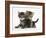 Tabby Kittens, Stanley and Fosset, 6 Weeks-Mark Taylor-Framed Photographic Print