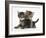 Tabby Kittens, Stanley and Fosset, 6 Weeks-Mark Taylor-Framed Photographic Print