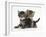 Tabby Kittens, Stanley and Fosset, 6 Weeks-Mark Taylor-Framed Photographic Print