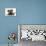 Tabby Kittens, Stanley and Fosset, 6 Weeks-Mark Taylor-Mounted Photographic Print displayed on a wall